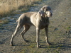 Dreug (2)