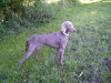 Elfe