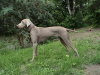 Ennia (Austria)