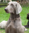 Filou